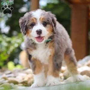 Perseus, Mini Bernedoodle Puppy