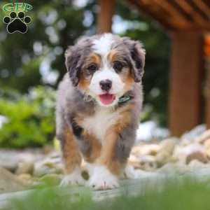 Perseus, Mini Bernedoodle Puppy