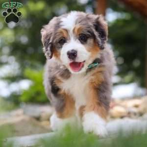 Perseus, Mini Bernedoodle Puppy