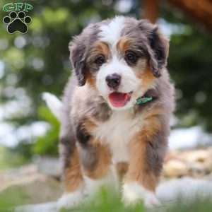 Perseus, Mini Bernedoodle Puppy