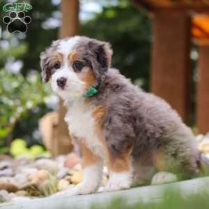 Perseus, Mini Bernedoodle Puppy