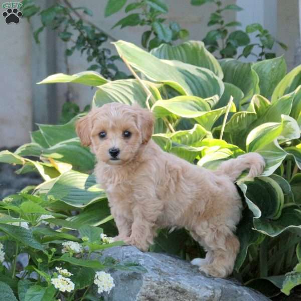 Pete, Maltipoo Puppy