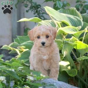 Pete, Maltipoo Puppy