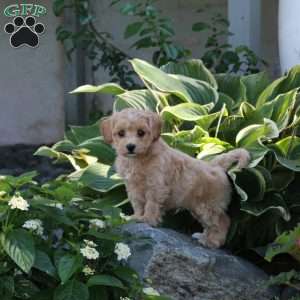 Pete, Maltipoo Puppy