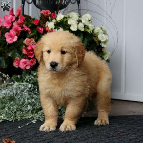 Pete, Golden Retriever Puppy