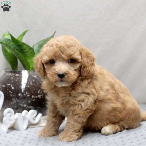 Peter, Miniature Poodle Mix Puppy