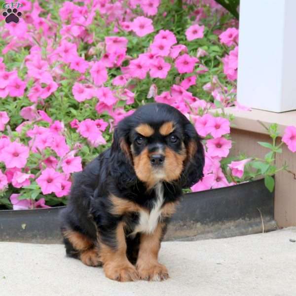 Peter, Cavalier King Charles Spaniel Puppy