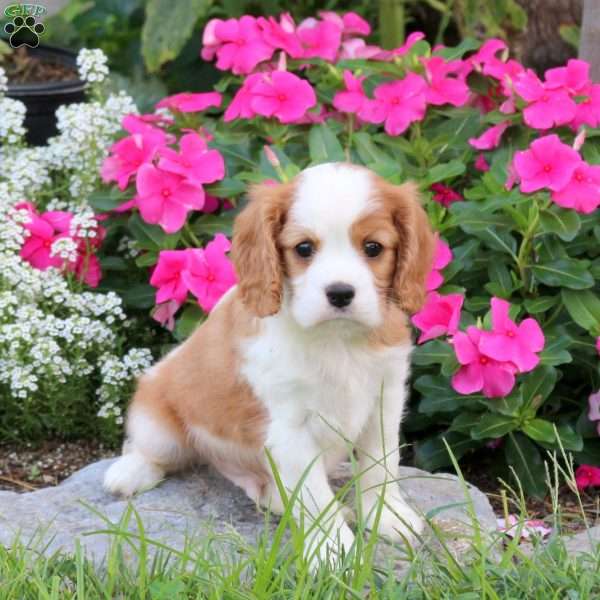 Peter, Cavalier King Charles Spaniel Puppy