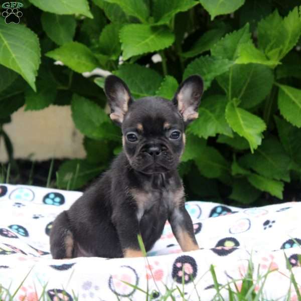 Peter, French Bulldog Puppy