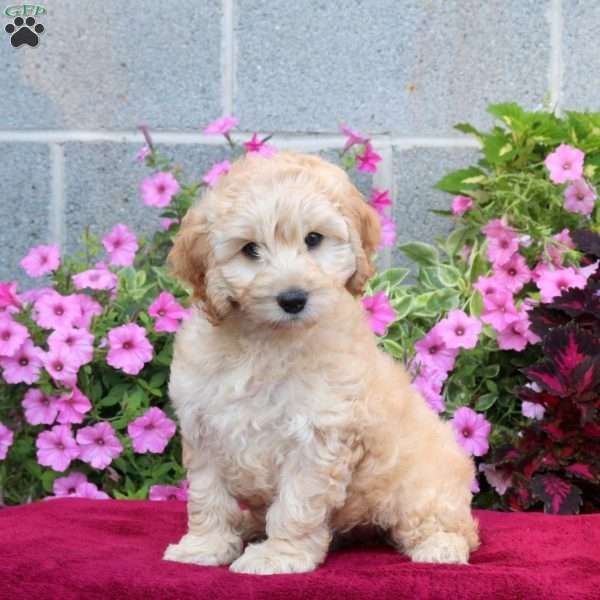 Peter, Cockapoo Puppy