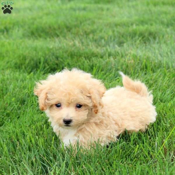 Peter, Bich-Poo Puppy