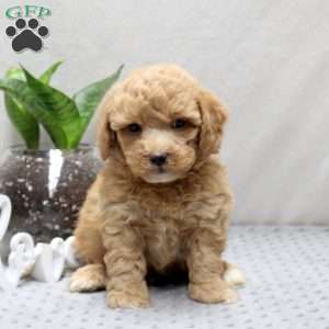 Peter, Miniature Poodle Mix Puppy