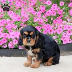 Peter, Cavalier King Charles Spaniel Puppy