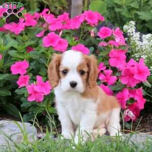 Peter, Cavalier King Charles Spaniel Puppy