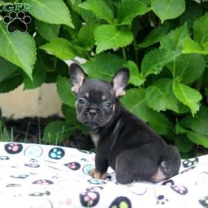 Peter, French Bulldog Puppy