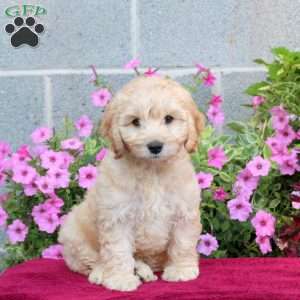 Peter, Cockapoo Puppy