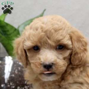 Peter, Miniature Poodle Mix Puppy