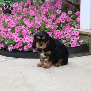 Peter, Cavalier King Charles Spaniel Puppy