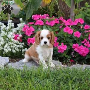 Peter, Cavalier King Charles Spaniel Puppy