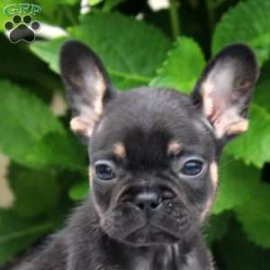 Peter, French Bulldog Puppy