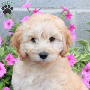 Peter, Cockapoo Puppy