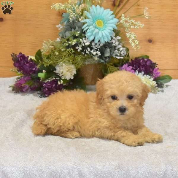 Petey, Maltipoo Puppy