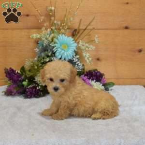 Petey, Maltipoo Puppy