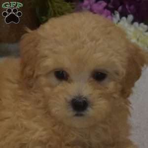 Petey, Maltipoo Puppy