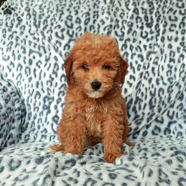 Petunia, Miniature Poodle Puppy