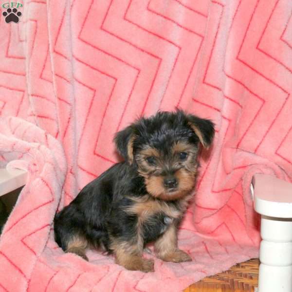 Petunia, Yorkie Puppy
