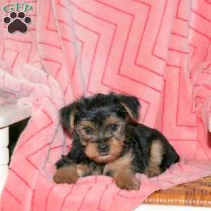 Petunia, Yorkie Puppy