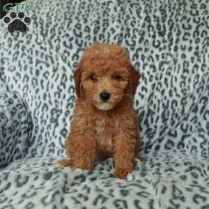 Petunia, Miniature Poodle Puppy