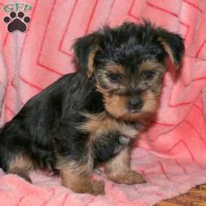 Petunia, Yorkie Puppy