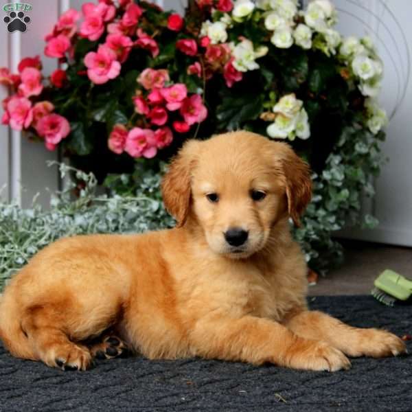 Peyton, Golden Retriever Puppy