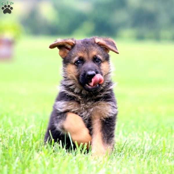 Peyton, German Shepherd Puppy