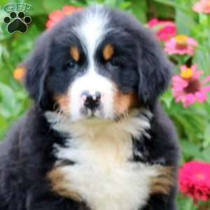 Peyton, Bernese Mountain Dog Puppy