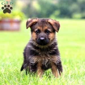 Peyton, German Shepherd Puppy