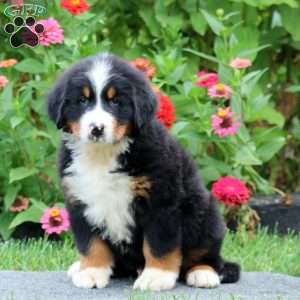Peyton, Bernese Mountain Dog Puppy