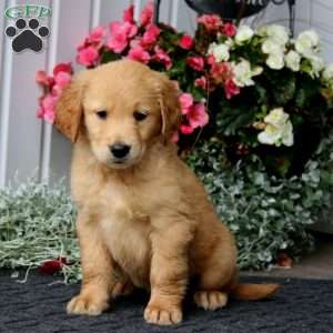 Peyton, Golden Retriever Puppy