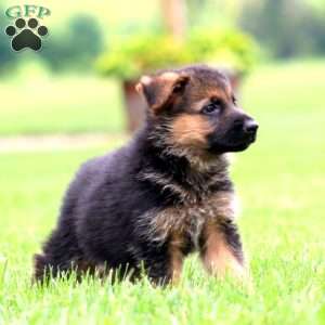 Peyton, German Shepherd Puppy