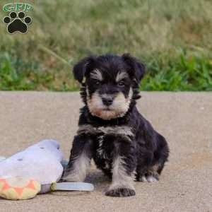 Phoenix, Miniature Schnauzer Puppy