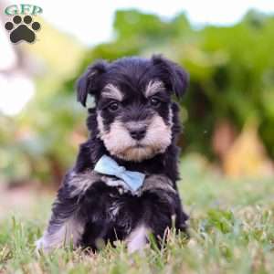 Phoenix, Miniature Schnauzer Puppy