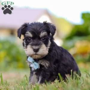 Phoenix, Miniature Schnauzer Puppy