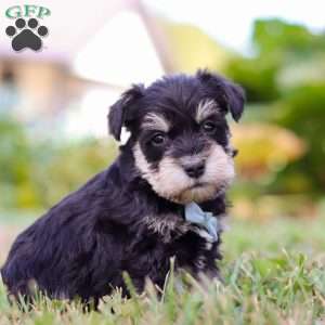 Phoenix, Miniature Schnauzer Puppy