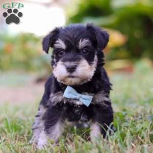 Phoenix, Miniature Schnauzer Puppy