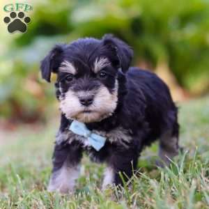 Phoenix, Miniature Schnauzer Puppy