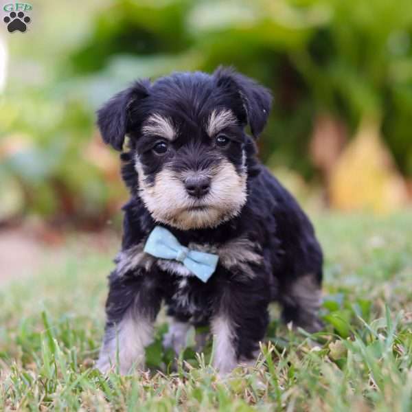 Phoenix, Miniature Schnauzer Puppy