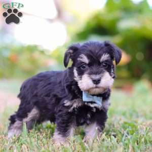 Phoenix, Miniature Schnauzer Puppy