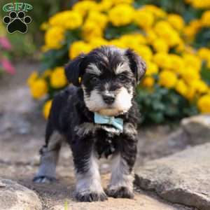 Phoenix, Miniature Schnauzer Puppy