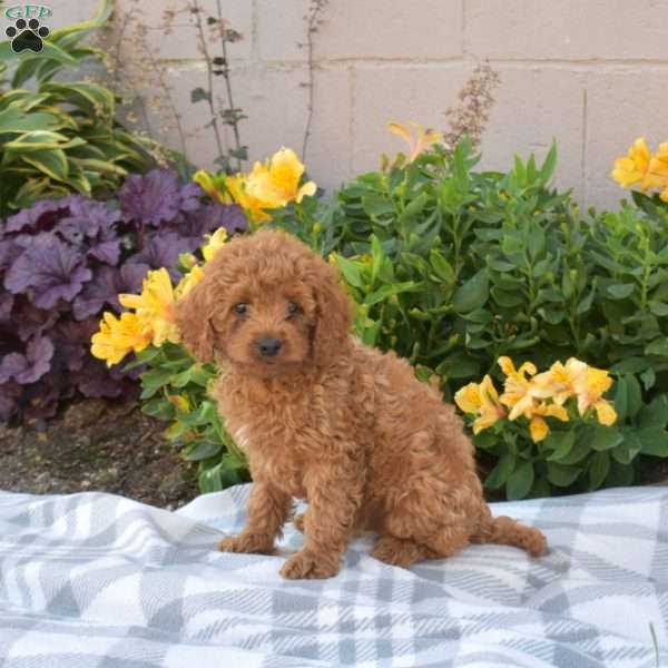 Pickles, Cavapoo Puppy